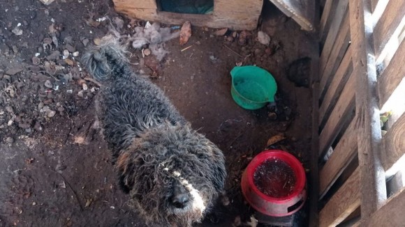 Tczew - Policjanci uratowali psa przetrzymywanego w skrajnie trudnych warunkach