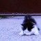 Tczew - Dlaczego schronisko nie chce przyjąć porzuconego kota? (Tcz24)