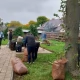 Tczew - Mieszkańcy posprzątali wieś