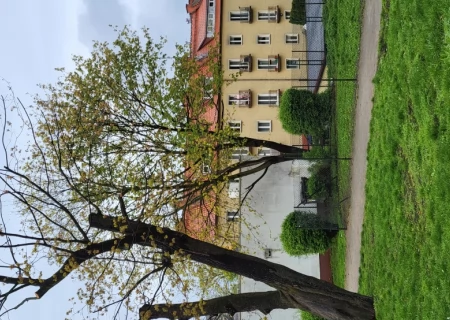 Tczew - Niszczenie drzew