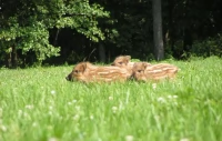 Tczew - Nie ratuj, nie dotykaj, nie zabieraj. Myśliwi ostrzegają - trwa leśny baby boom