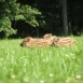 Tczew - Nie ratuj, nie dotykaj, nie zabieraj. Myśliwi ostrzegają - trwa leśny baby boom