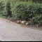 Tczew - Lis w parku miejskim