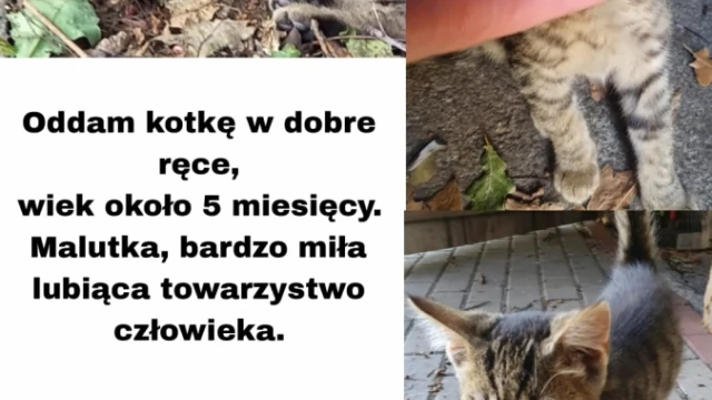 Tczew - Oddam kotka
