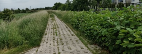 Tczew - Czy lecą z nami w kulki?