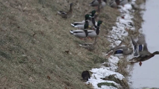 Tczew - Wydra buszuje nad Wisłą