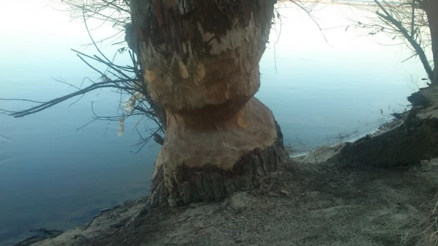Tczew - Niszczycielska działalność bobrów