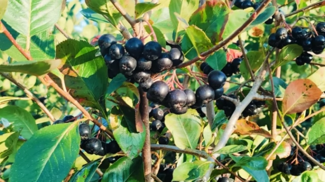 Tczew - Aronia z własnego gospodarstwa