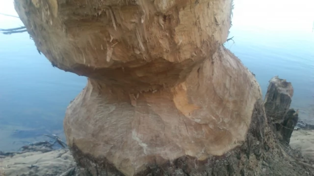 Tczew - Niszczycielska działalność bobrów