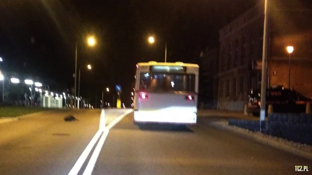 Tczew - Bóbr w centrum! Straż Miejska eskortowała bobra