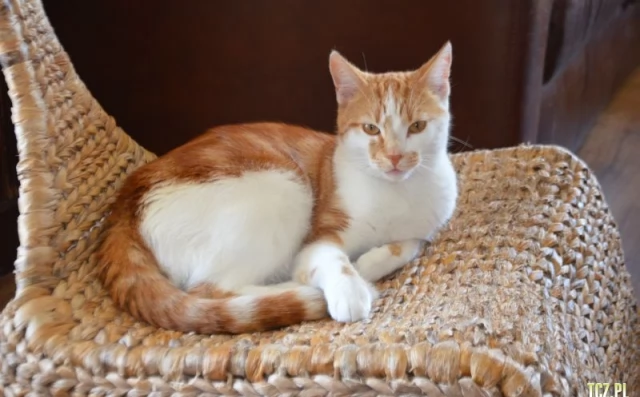 Tczew - Pilotaż "Pomorskie dla zwierząt 2026" - pomoc gminom w ograniczaniu bezdomności kotów