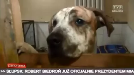Tczew - Poszukiwany kat, który bestialsko pobił 8 miesięcznego szczeniaka (TVP Gdańsk)