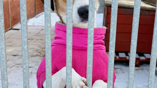 Tczew - Pilny apel schroniska! Trwa akcja "Mróz"