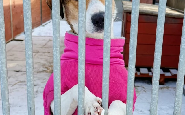 Tczew - Pilny apel schroniska! Trwa akcja "Mróz"