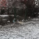 Tczew - SMIECI W TCZEWIE