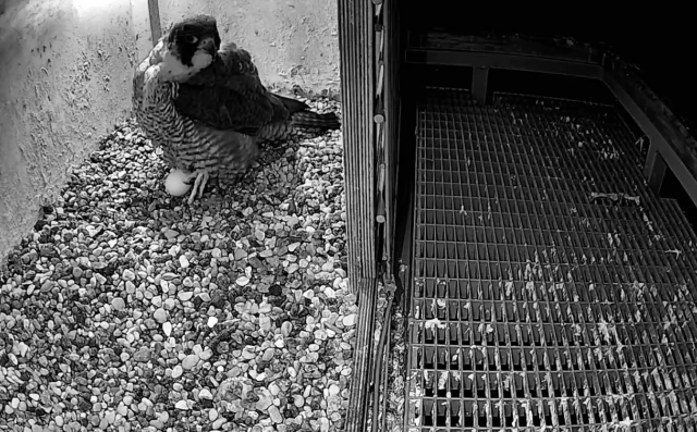 Tczew - Wielkie szczęście pod Tczewem! Pierwsze jajo w gnieździe sokołów