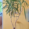Tczew - Duża roślina doniczkowa - Dracaena (~160 cm)