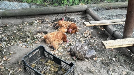 Tczew - Rzeź na Czyżykowie. Zagryziony kot, kury i bażanty