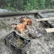 Tczew - Rzeź na Czyżykowie. Zagryziony kot, kury i bażanty