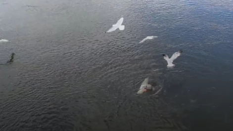 Tczew - Foka pluskała się w Wiśle, zajadając rybę [WIDEO]