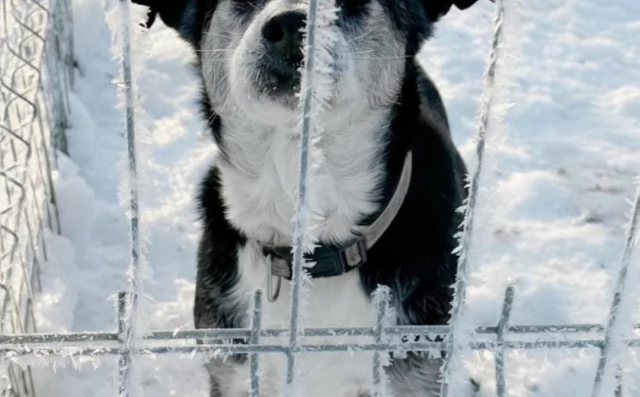Tczew - Pilny apel schroniska w związku z silnym mrozem