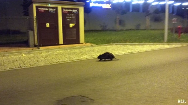 Tczew - Bóbr w centrum! Straż Miejska eskortowała bobra