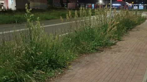 Tczew - Czy ktoś kosi trawę?