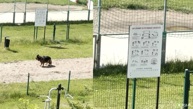 Tczew - Wybieg dla psów? Nie, to się dzieje notorycznie...