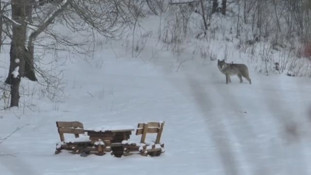 Tczew - Samotny wilk w okolicy Rokitek. Podszedł bardzo blisko zabudowań