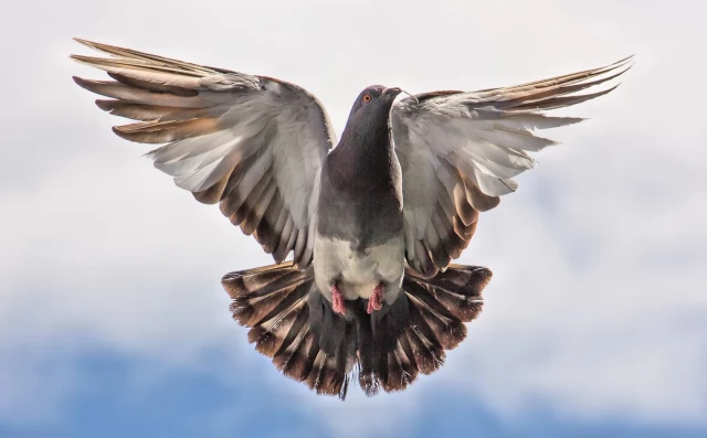 Tczew - Tczew w strefie objętej zakażeniem wirusem ptasiej grypy