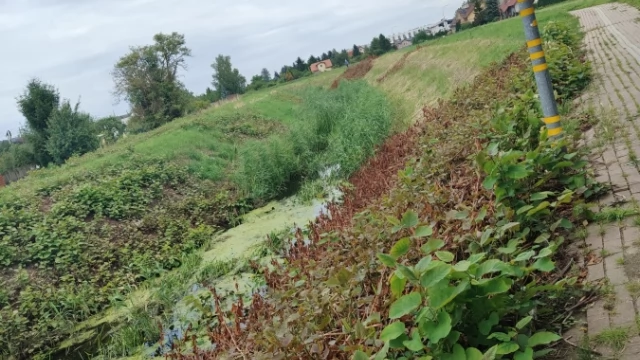 Tczew - Czy ktoś się za to konkretnie się weźmie?