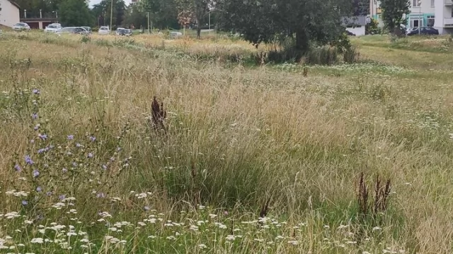 Tczew - Prośba o skoszenie trawy
