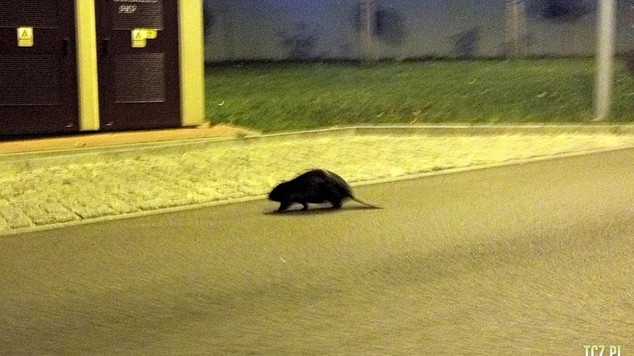 Bóbr w centrum! Straż Miejska eskortowała bobra