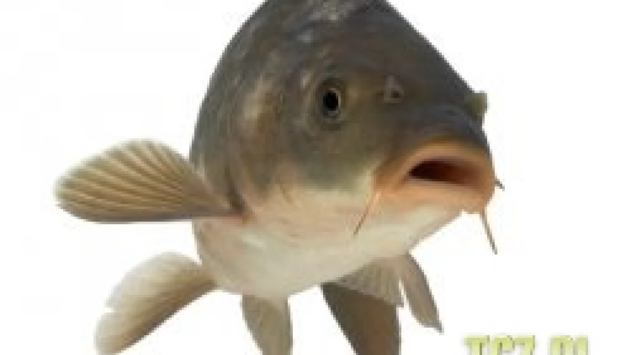 Karp jeszcze żywy!