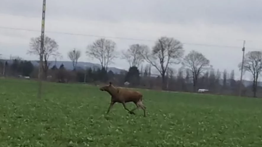 Łoś w Tczewskich Łąkach. Nikt nie chce pomóc