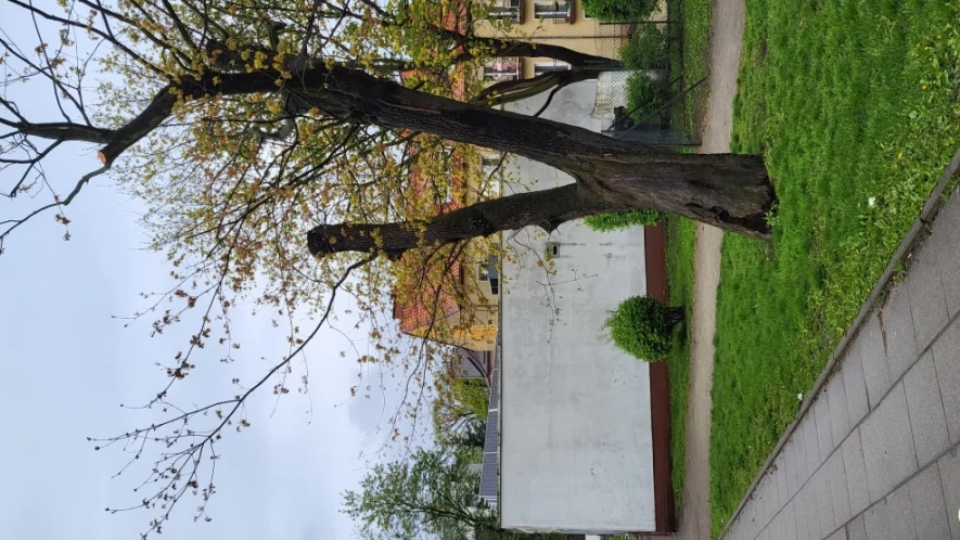 Niszczenie drzew