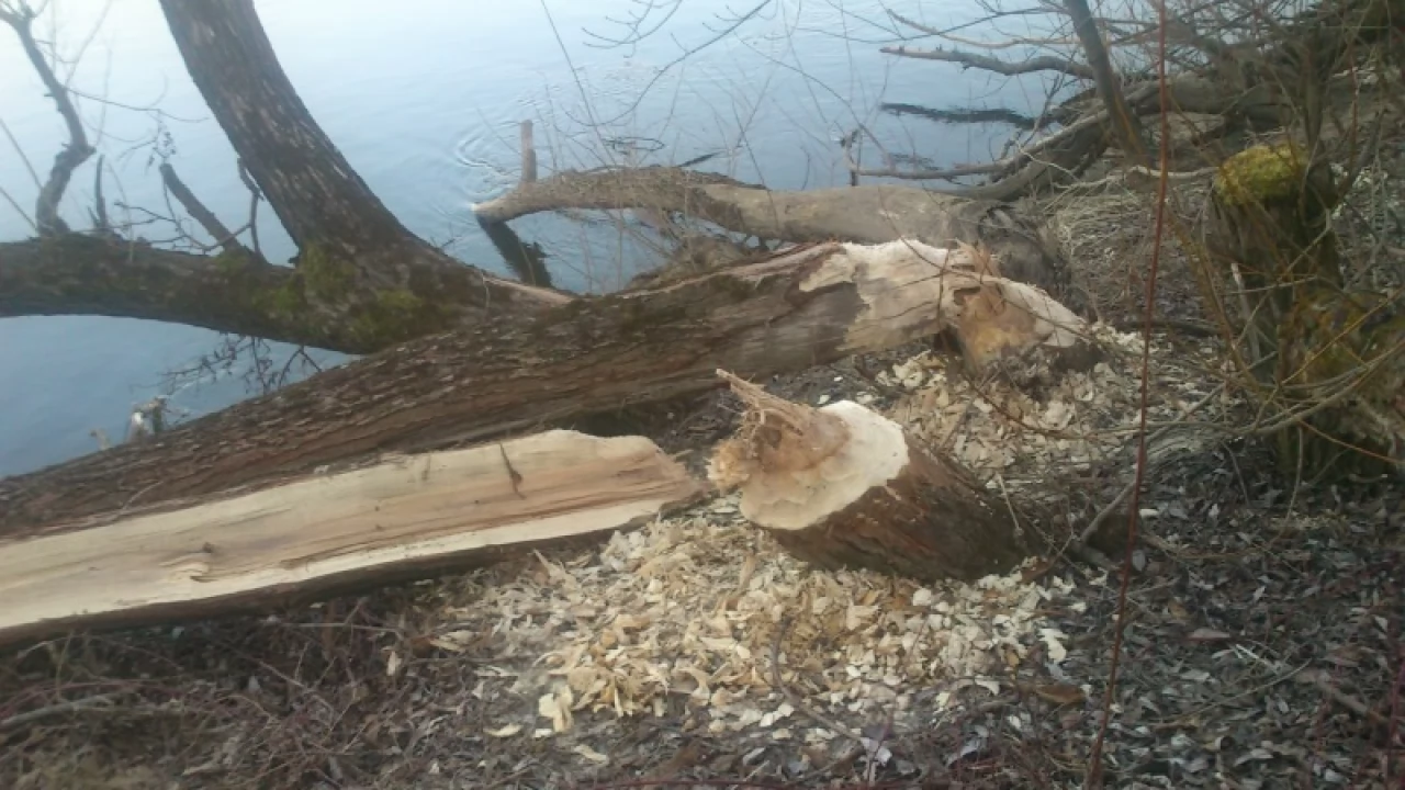 Niszczycielska działalność bobrów