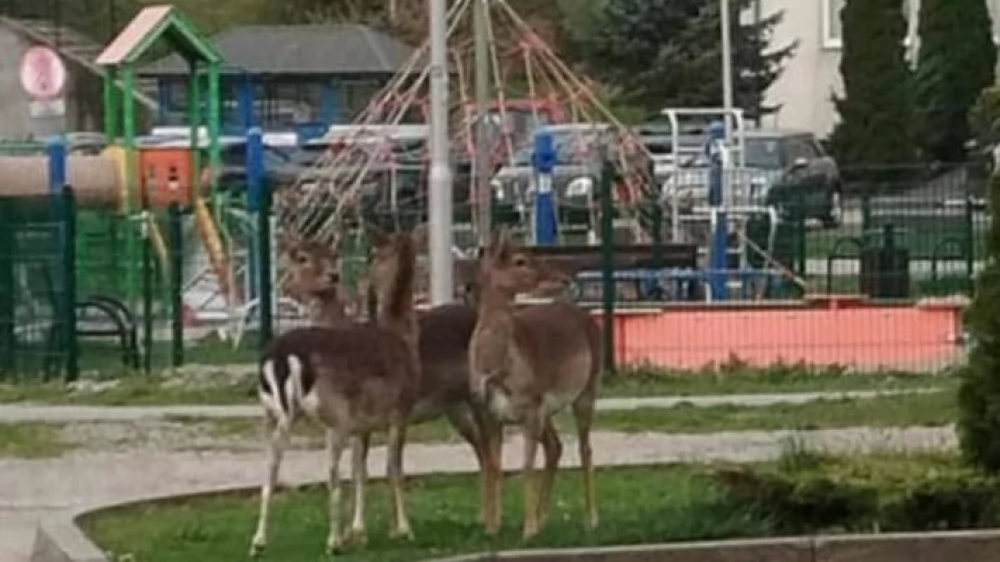 Sarny na Bajkowym