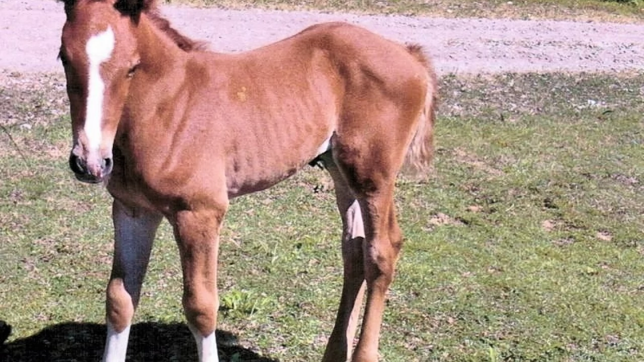 Ukradli... młodego "kasztana". Wiesz, gdzie jest?