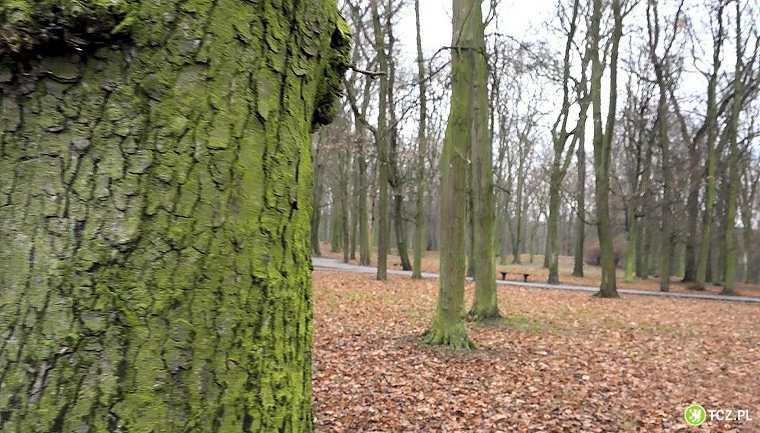 Park czeka na rewitalizacje. Na jakim etapie przygotowania? - Aktualności