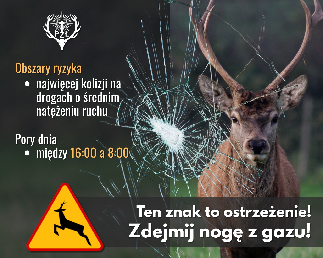 Zwierzęta nie znają znaków drogowych. Zwolnij, bądź czujny - Aktualności