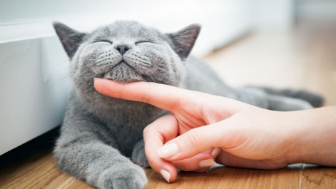 Tczew - Przysmaki dla kota - kiedy są najlepszym wyborem?