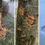 Tczew - Kto lub co niszczy drzewa na Bulwarze Nadwiślańskim?