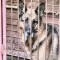 Tczew - Ponad 130 psów czeka na dom. Zobacz, jak możesz im pomóc