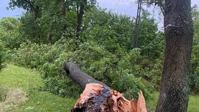 Tczew - Silna burza nad Tczewem i okolicą. Połamane drzewa, zerwane linie