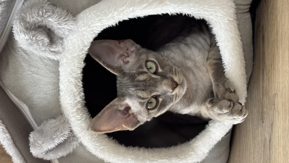 Tczew - Kocurek Devon Rex 7 mcy