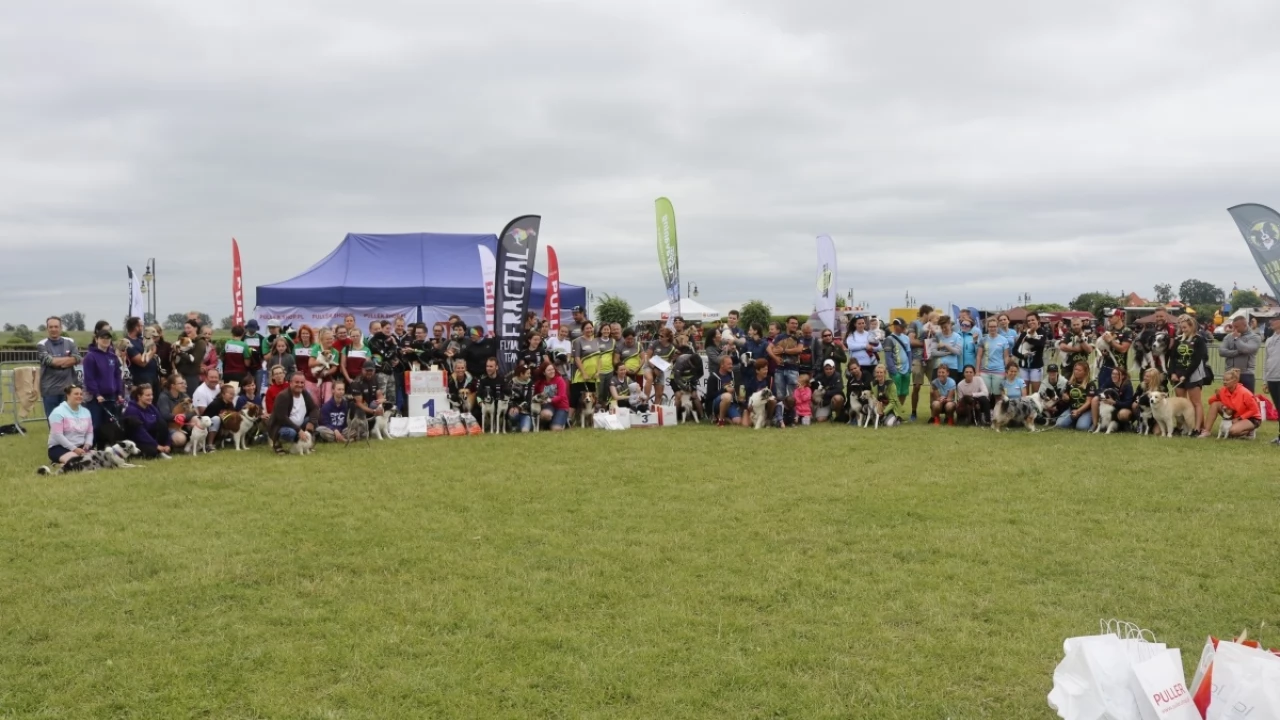 Tczew - Zawody Flyball, czyli wyścig psich sztafet