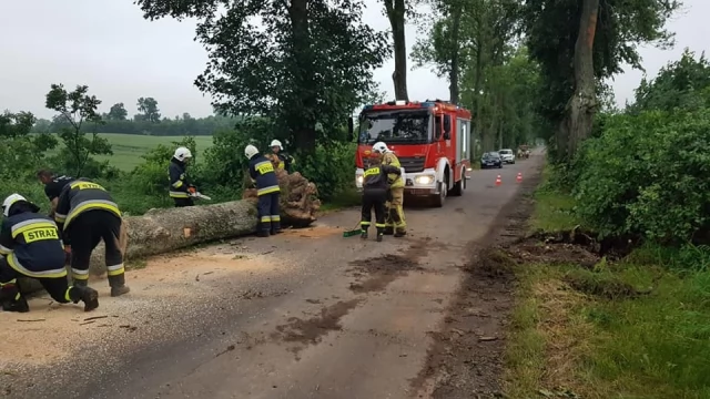 Tczew - Pluton "Wichura" pomagał w Mikołajkach Pomorskich, spustoszonych przez nawałnicę