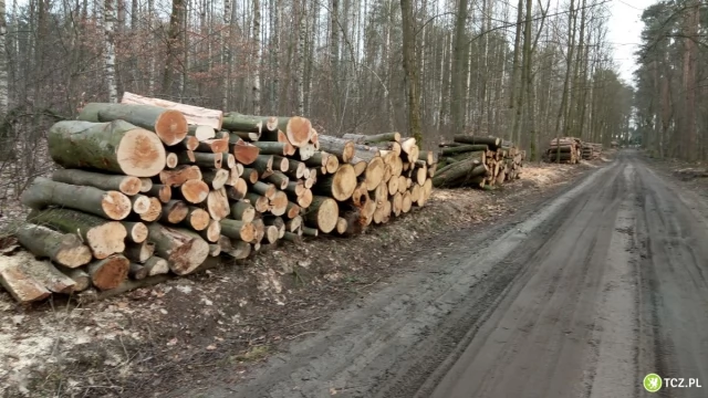 Tczew - Masowy wyrąb lasów trwa