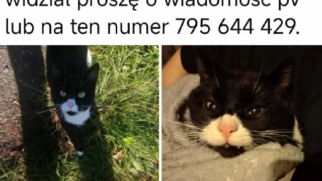 Tczew - Zaginął kotek